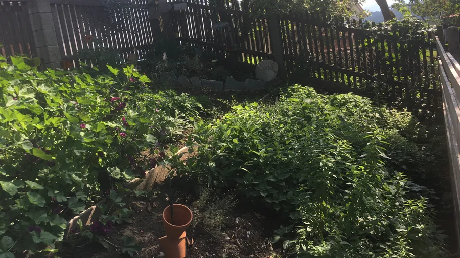 Lush garden with plants beside wooden fence.