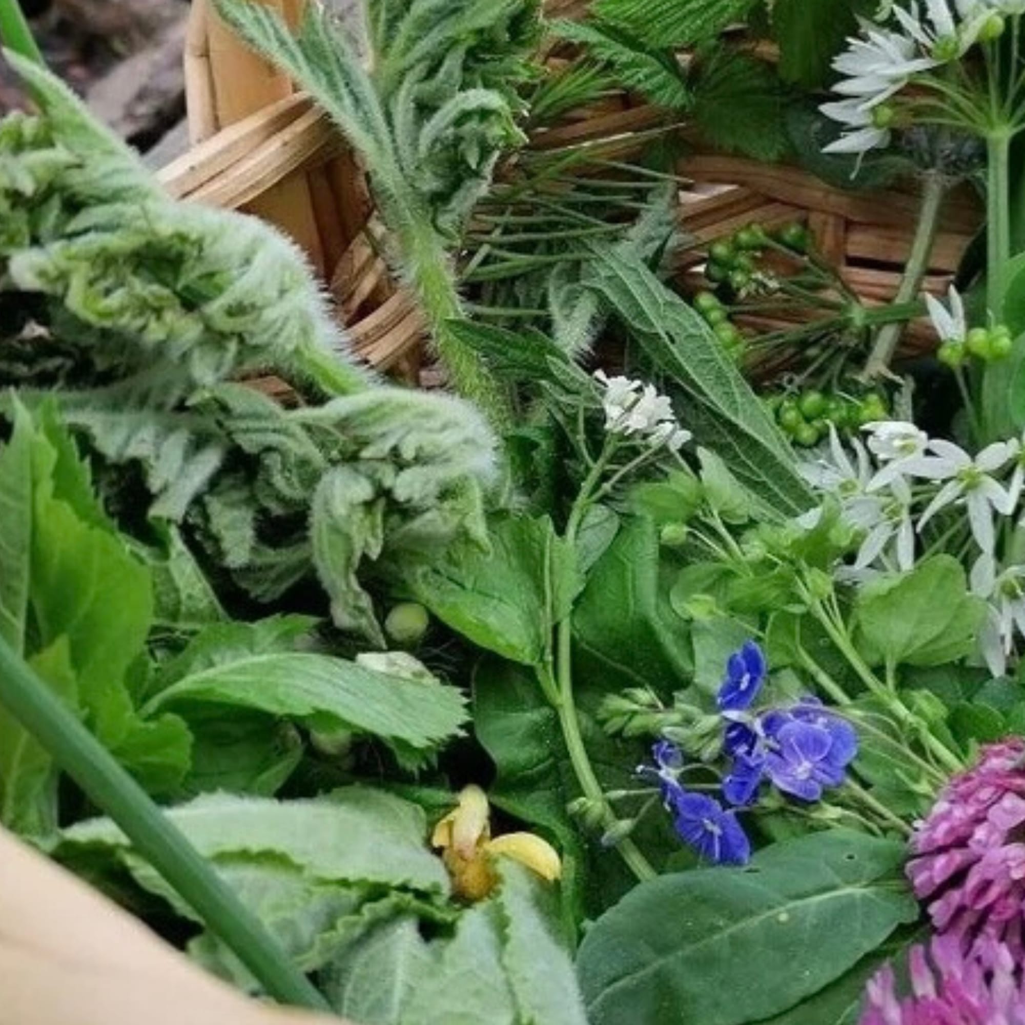 Kräuterwanderung in Aachen: Wildkräuter entdecken