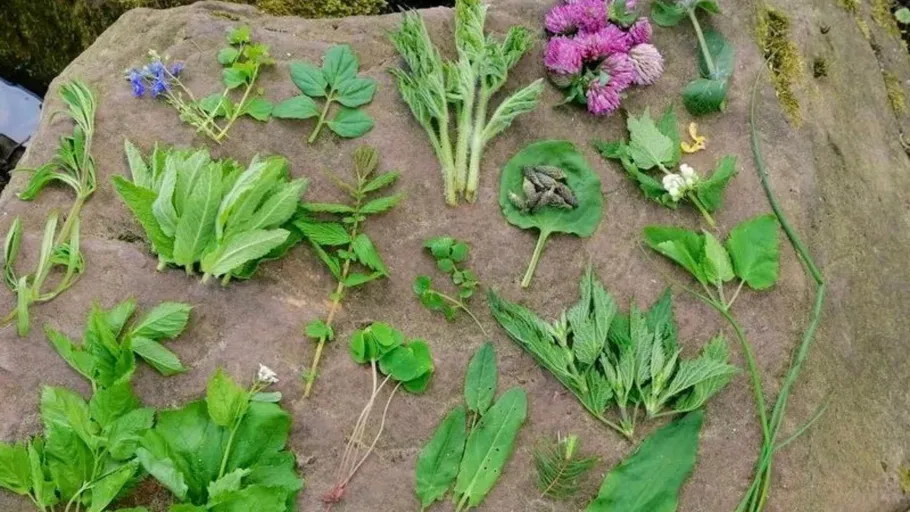 Various herbs arranged on a rock surface.