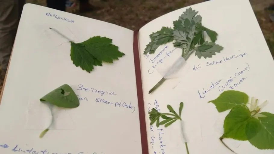 Notebook with taped plant leaves outdoors.