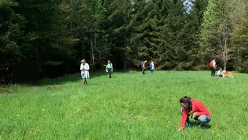 People picking plants in a forest meadow.