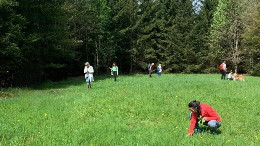 Menschen pflücken Pflanzen auf einer Waldwiese.