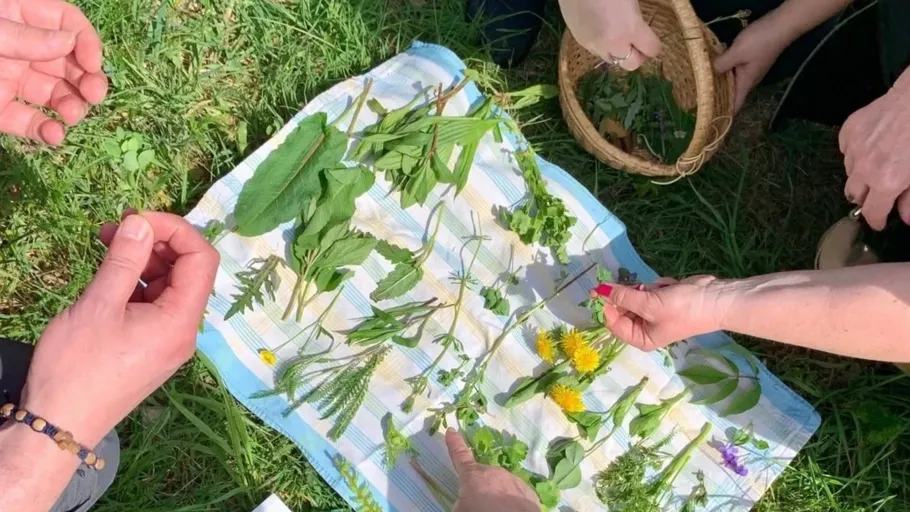 Hands arranging herbs on cloth outdoors.
