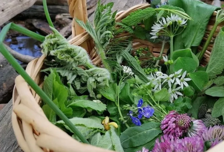 Basket filled with various fresh herbs outdoors.