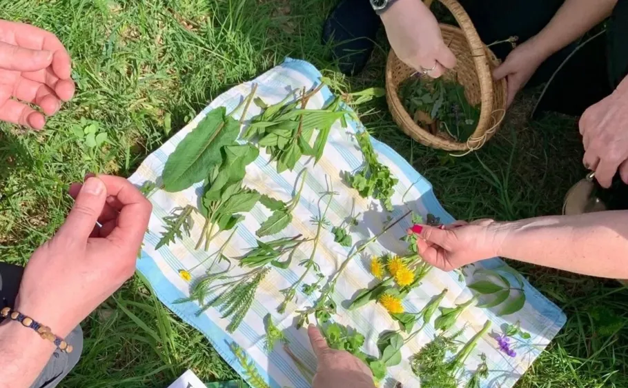 Hands examining various plants on cloth outdoors.