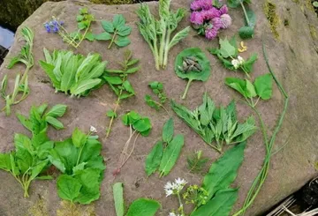 Verschiedene Wildpflanzen auf einer Steinoberfläche angeordnet.