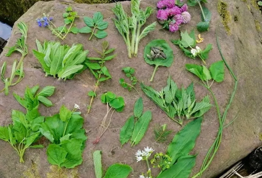 Various wild plants arranged on a rock surface.