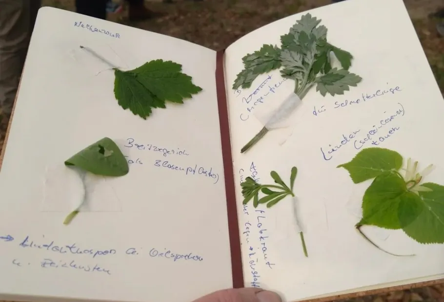 Notizbuch mit befestigten Pflanzproben und Notizen.