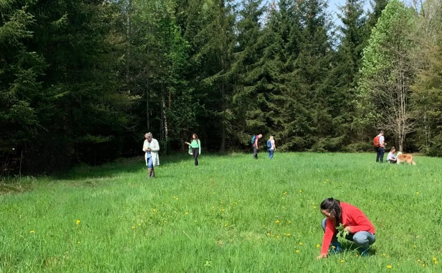 Menschen gehen und pflücken Pflanzen auf einer Wiese.