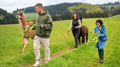 People walking llamas in a grassy field.