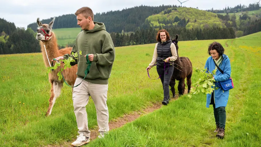 People walking llamas in a grassy field.