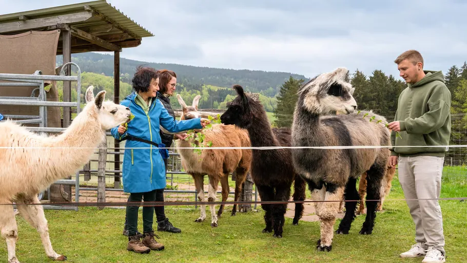 People feeding llamas in a grassy enclosure.