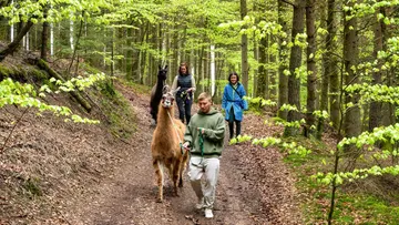 Menschen führen ein Lama durch den Wald.