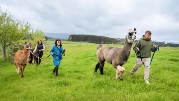 People walking llamas on grassy field.