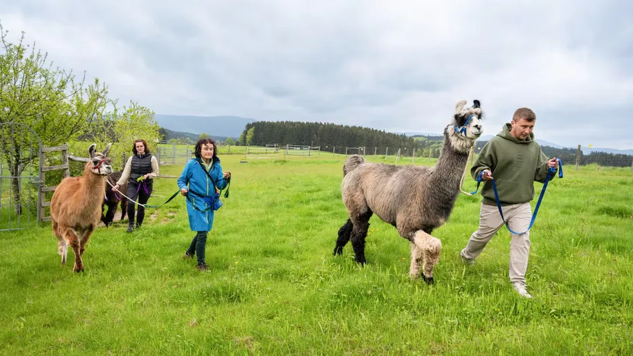 Menschen führen Lamas auf Wiese.
