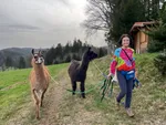 Lamas in Präsenz- Besuche und Wanderungen buchen logo