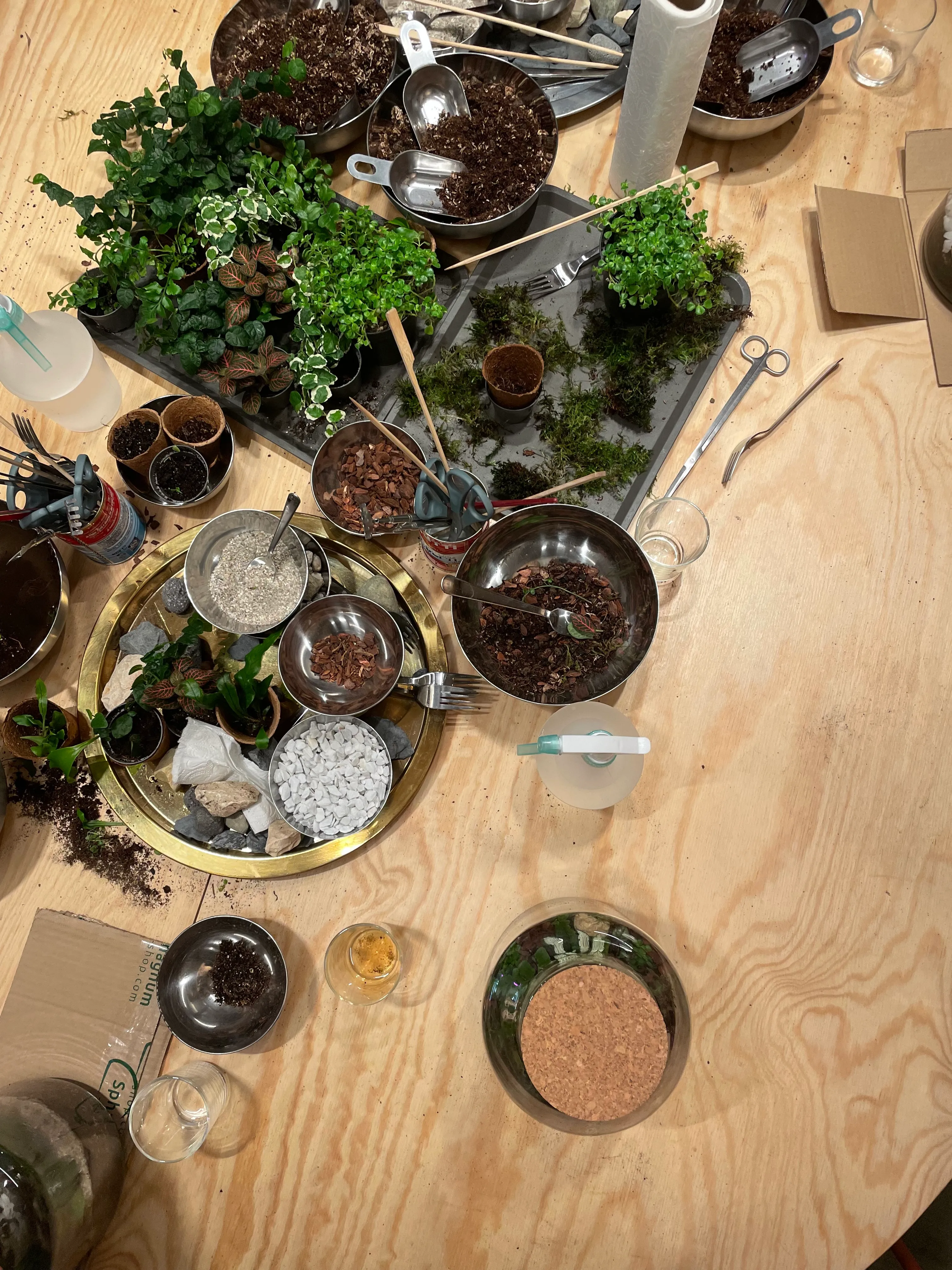 Pflanzen und Erde auf Tisch mit Gartengeräten.