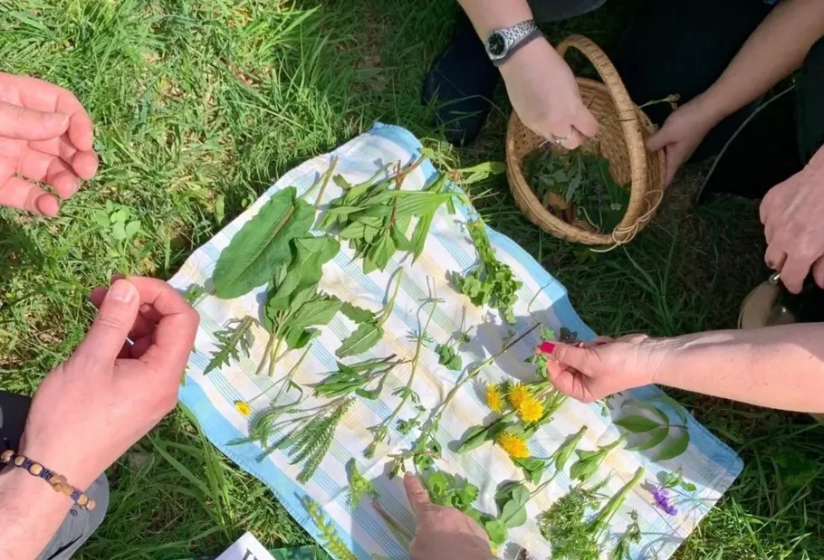 Hands arranging herbs on a cloth outdoors.
