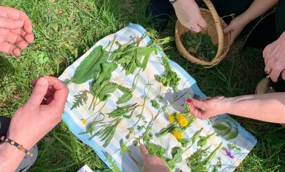 Hands examining wild herbs on blanket outdoors.
