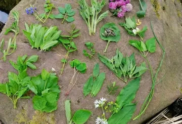 Verschiedene Blätter und Blumen auf Steinfläche.
