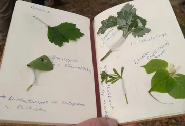 Notizbuch geöffnet mit verschiedenen Pflanzenblättern befestigt.