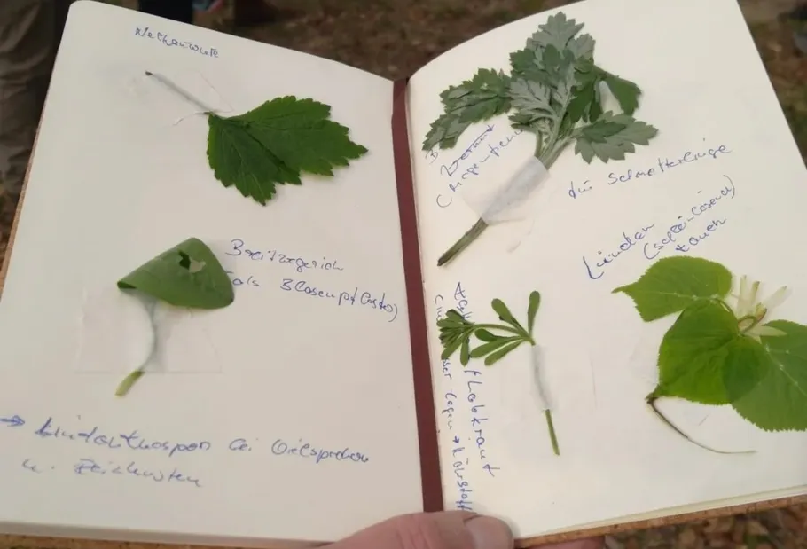 Notebook open with various plant leaves attached.