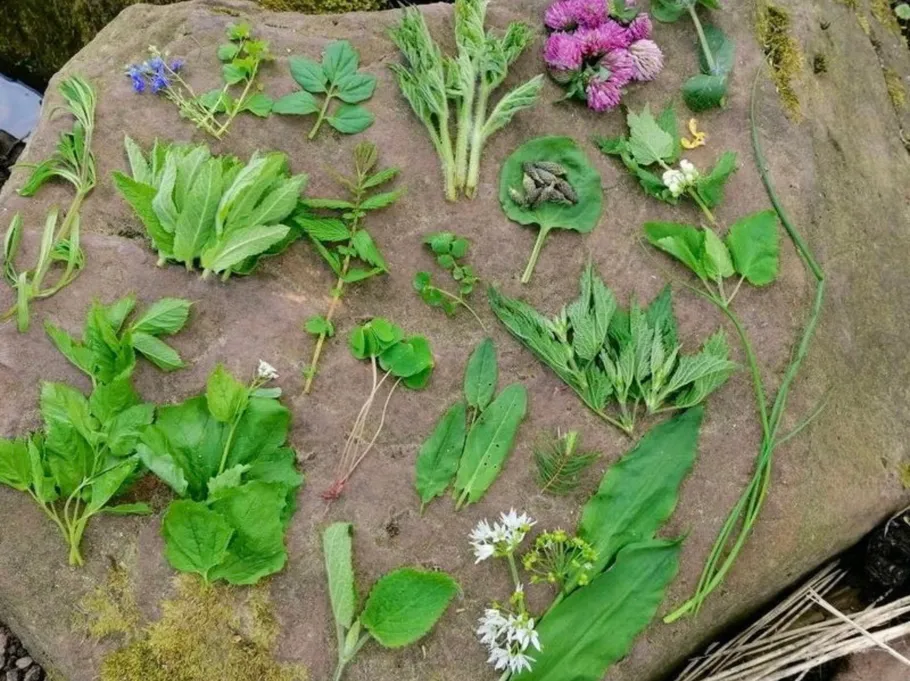 Various herbs and plants arranged on a rock.