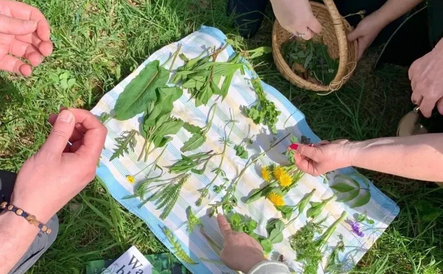 People arranging herbs on a cloth outdoors.