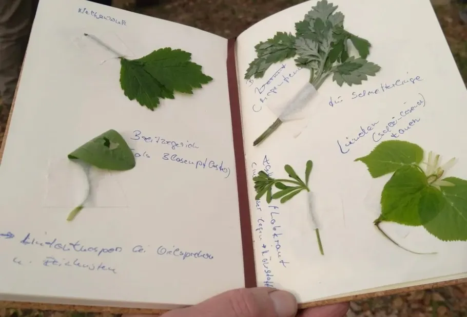 Notebook with pressed leaves and handwritten notes.