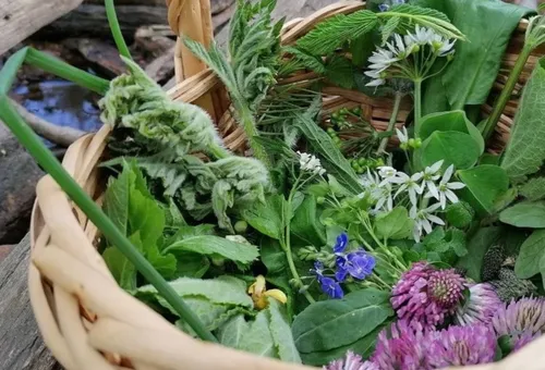 Basket filled with mixed wild herbs outdoors.