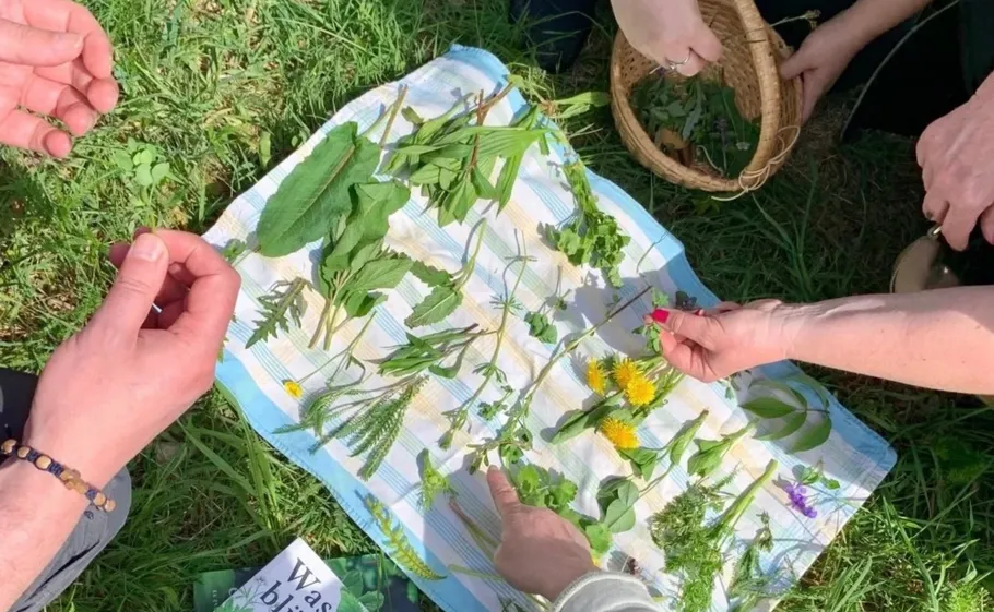 Hands engaging with herbs on picnic cloth outdoors.