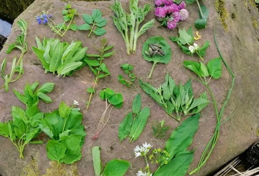 Various wild herbs and plants on a rock.