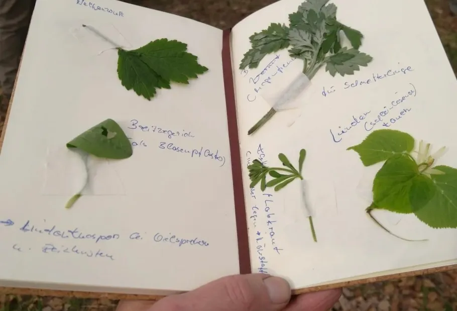 Notebook with pressed leaves and handwritten notes.