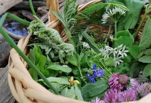 Basket filled with various foraged wild plants.