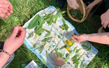 Hände inspizieren Kräuter auf Picknickdecke im Freien.