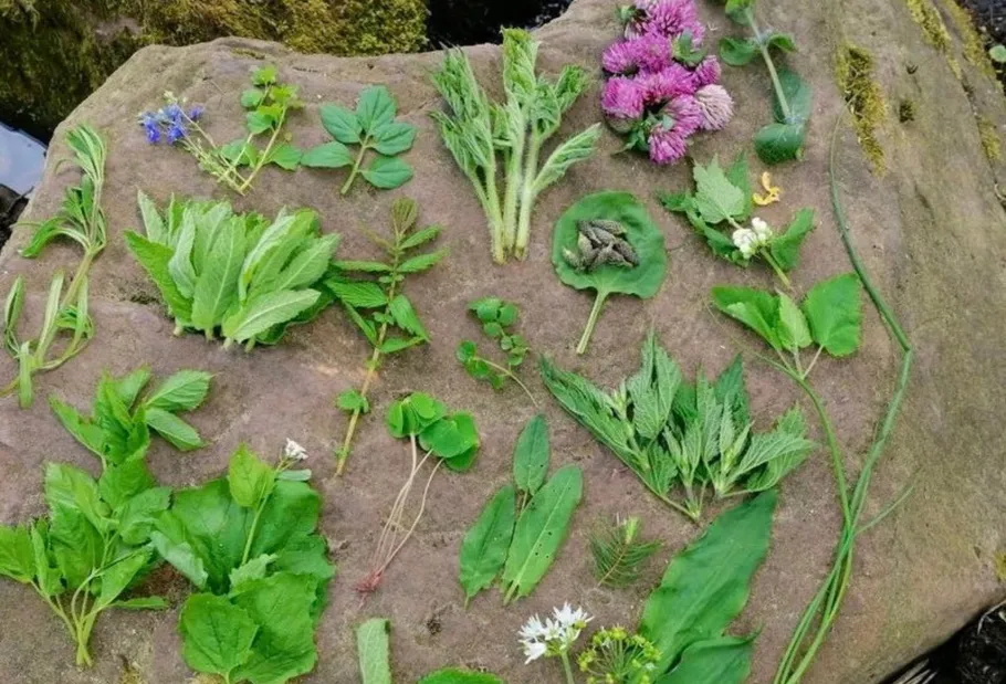 Various edible plants arranged on a rock.