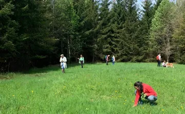 Menschen sammeln Pflanzen in einer Waldwiese.