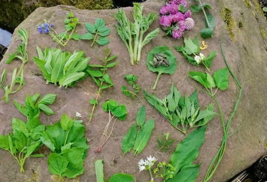 Various plants arranged on a large stone.