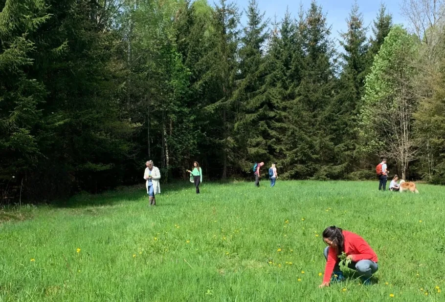 People gather plants in a grassy field.