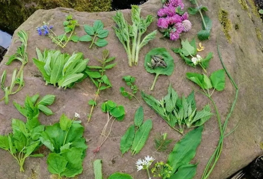 Various edible wild plants on a rock surface.