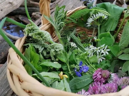 Korb mit Wildkräutern und Blumen im Freien.