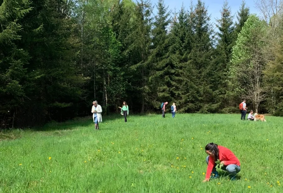 People walking and gathering plants in forest clearing.