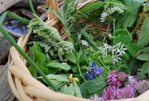 Basket with wild herbs and flowers outdoors.