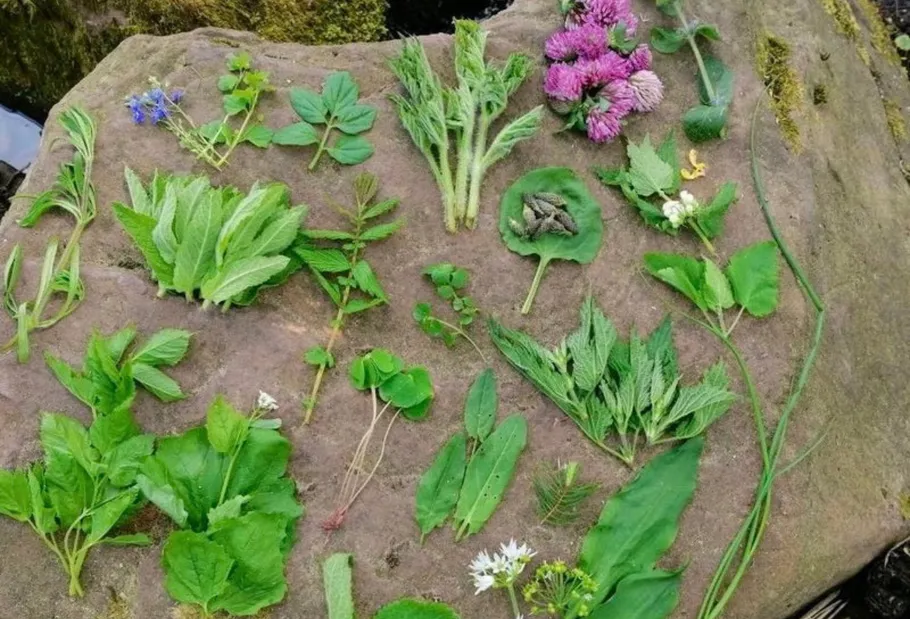 Various plants and flowers on a large rock.