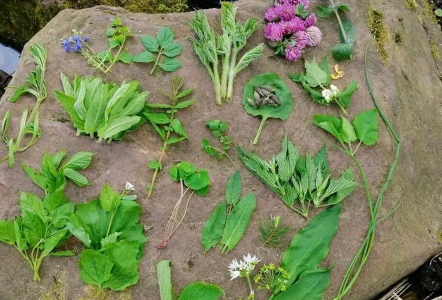 Various green plants arranged on a stone.