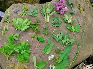 Assorted foraged plants displayed on large rock.