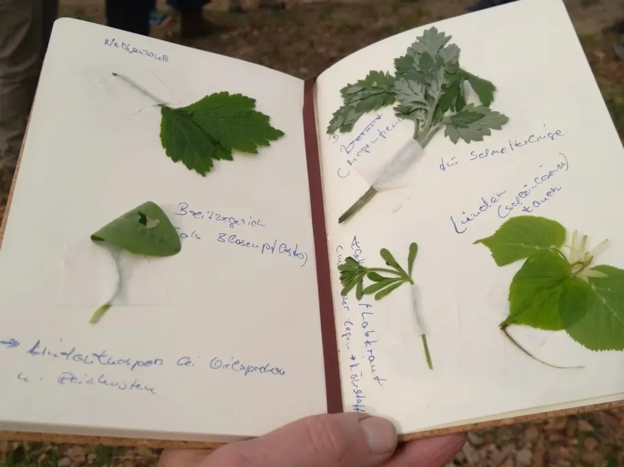 Notebook pages with taped plant leaves.