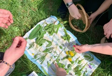 People inspecting herbs on cloth outdoors.
