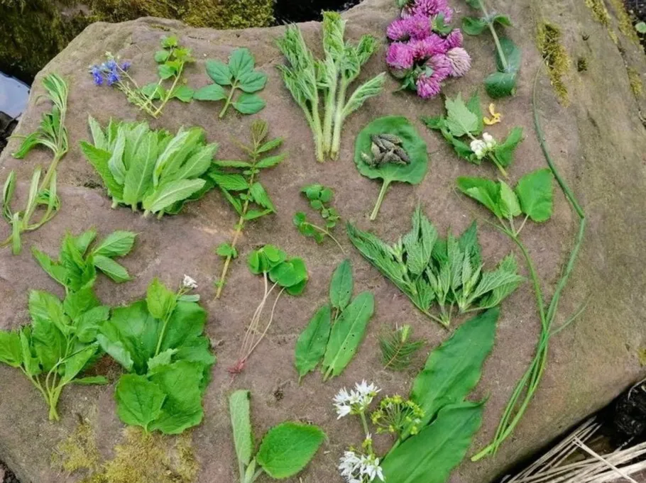 Variety of wild plants arranged on a rock.