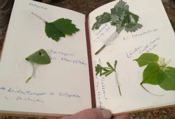 Open notebook with pressed plant specimens.